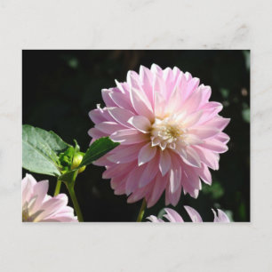 Rosa Dahlie-Blumen-Postkarten Sommerblumen Postkarte