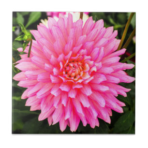 Rosa Dahlie-Keramik-Fliese Fliese