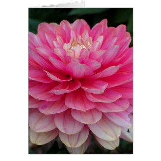 Rosa Dahlie-leere Karte