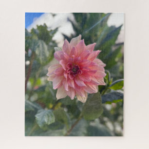 Rosa Dahlie, Palo Alto Puzzle