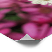 Rosa Dahlie Poster (Ecke)