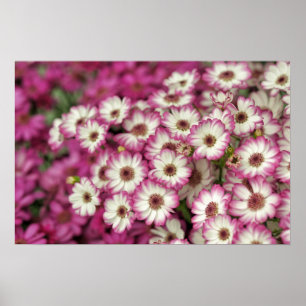 rosa Dahlie Poster
