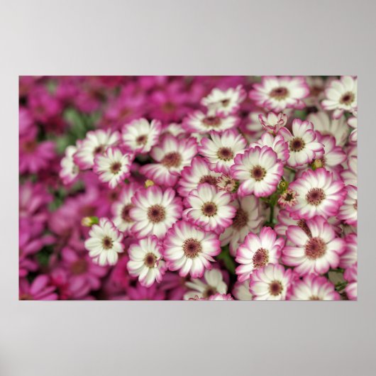 Rosa Dahlie Poster (Vorne)
