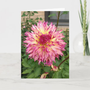 Rosa Dahlienkarte Karte