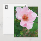 Rosa Dainty Bess [Postkarte] Postkarte (Vorne/Hinten)