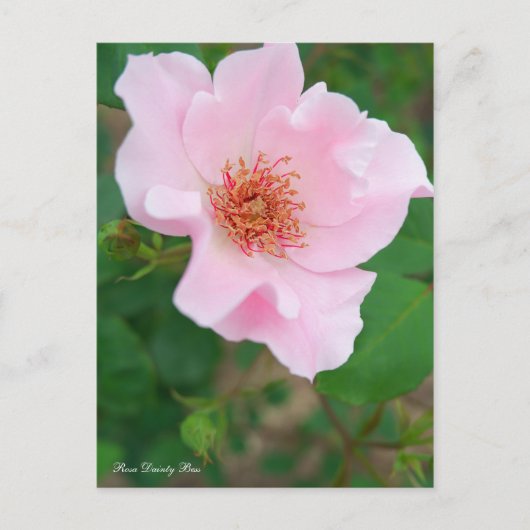Rosa Dainty Bess [Postkarte] Postkarte (Vorderseite)