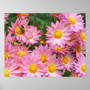 Rosa Daisy-Blume und Hummeln Poster