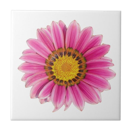 Rosa Daisy Blume Weißer Hintergrund Fliese (Vorderseite)