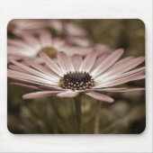 Rosa Daisy-Makro Mousepad (Vorne)