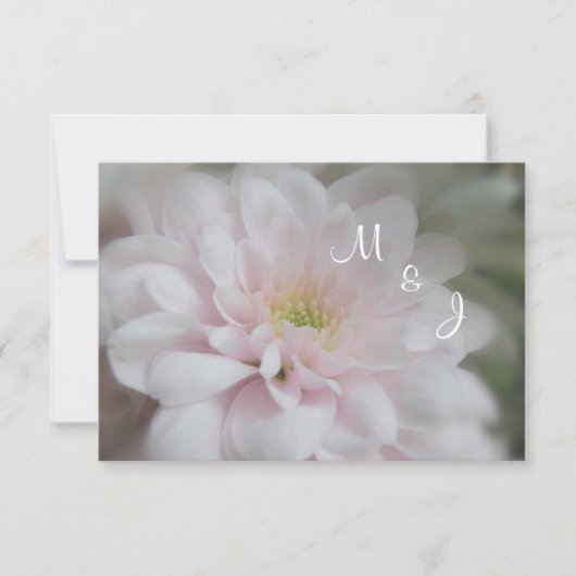 Rosa Daisy Mum Wedding Response RSVP Card Karte (Vorderseite)