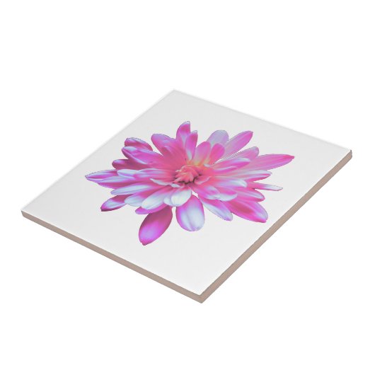 Rosa Daisy Rosa Blume Fliese (Seite)