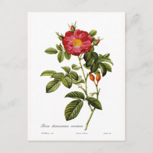 Rosa damascena coccinea postkarte