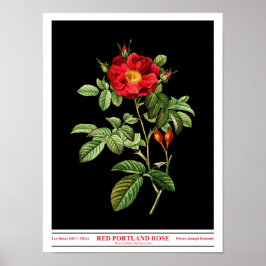 Rosa Damascena Coccinea Schwarzes Poster