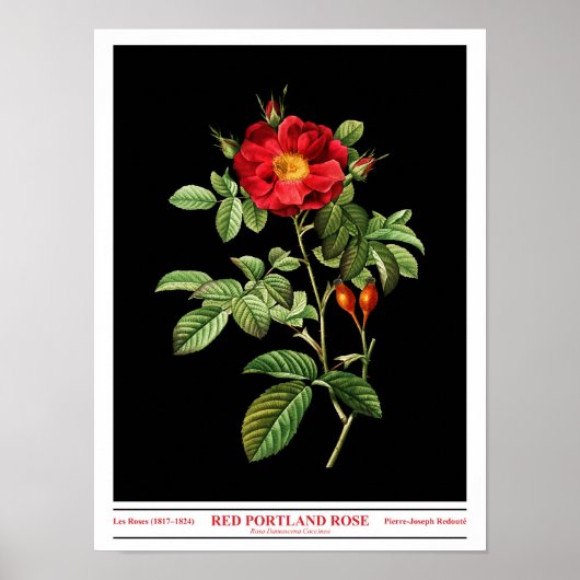 Rosa Damascena Coccinea Schwarzes Poster (Vorne)