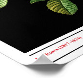 Rosa Damascena Coccinea Schwarzes Poster (Ecke)