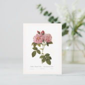 Rosa Damascena italica Postkarte (Stehend Vorderseite)