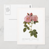 Rosa Damascena italica Postkarte (Vorne/Hinten)