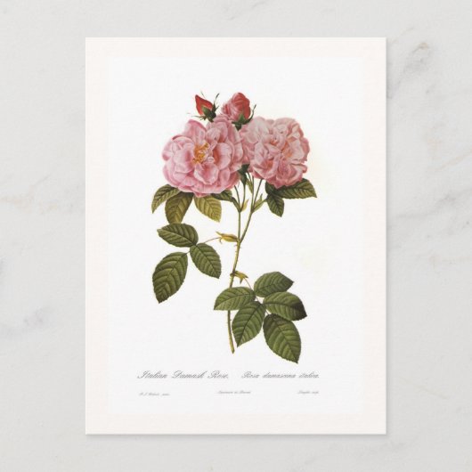 Rosa Damascena italica Postkarte (Vorderseite)