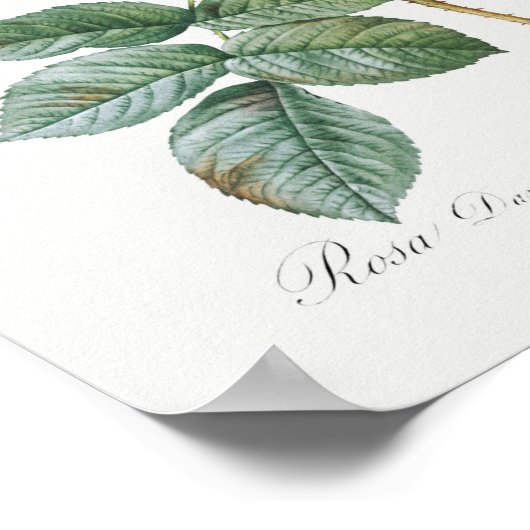 Rosa Damascena Poster (Ecke)