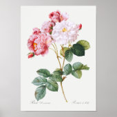 Rosa Damascena Poster (Vorne)