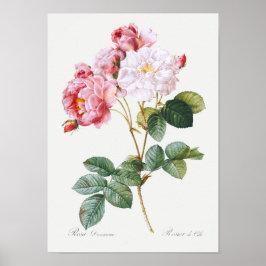 Rosa Damascena Poster