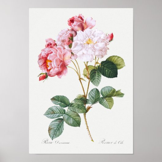 Rosa Damascena Poster (Vorne)