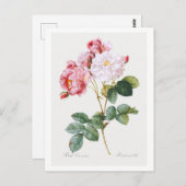 Rosa Damascena Postkarte (Vorne/Hinten)