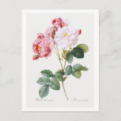 Rosa Damascena Postkarte (Vorderseite)
