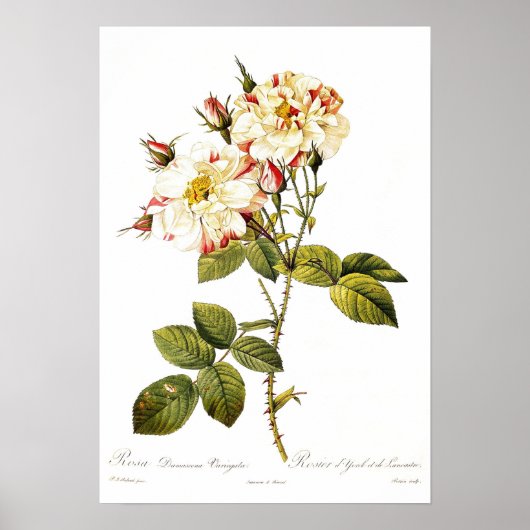 Rosa Damascena variegata Poster (Vorne)