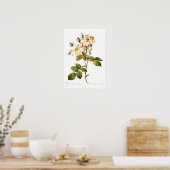 Rosa Damascena variegata Poster (Küche)