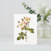 Rosa Damascena variegata Postkarte (Stehend Vorderseite)