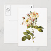 Rosa Damascena variegata Postkarte (Vorne/Hinten)