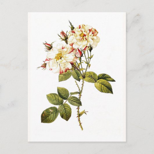 Rosa Damascena variegata Postkarte (Vorderseite)