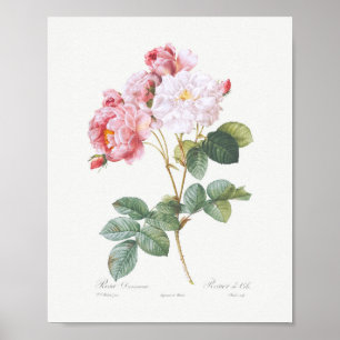 Rosa Damascena Vintage Florale Rosa Rosen Poster