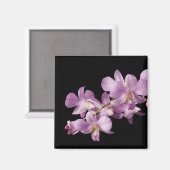 Rosa Dendrobium Orchid Blume auf Schwarz - Orchide Magnet (Vorderseite/Rückseite)