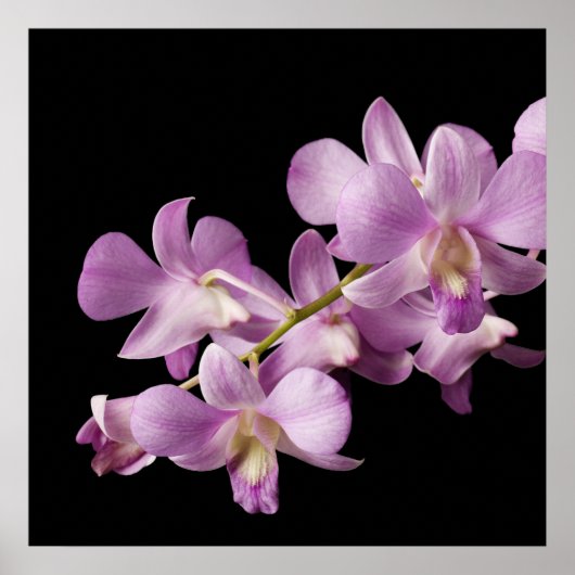 Rosa Dendrobium Orchid Blume auf Schwarz - Orchide Poster (Vorne)