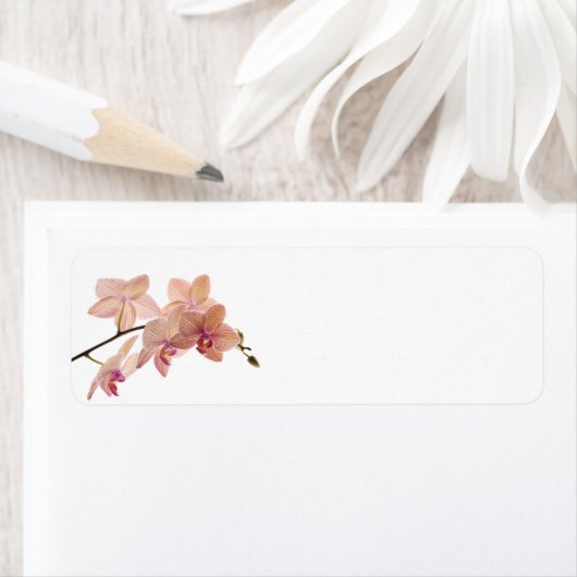 Rosa Dendrobium Orchid-Blume - Orchideenvorlage (Insitu)