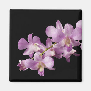 Rosa Dendrobium-Orchideen-Blume auf Schwarzem - Magnet