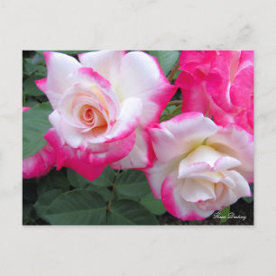 Rosa Destiny ［ Postcard ］ Postkarte