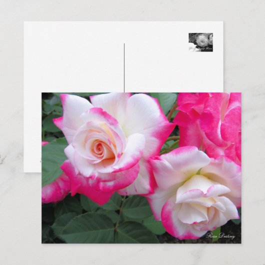 Rosa Destiny ［ Postcard ］ Postkarte (Vorne/Hinten)