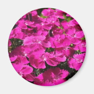 Rosa Dianthus-Blumen Magnet