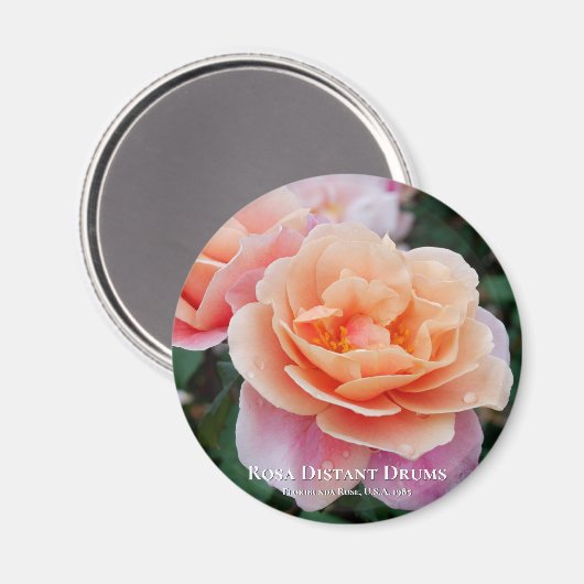 Rosa Distant Drums Magnet (Vorderseite/Rückseite)