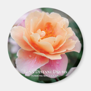 Rosa Distant Drums Magnet