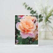 Rosa Distant Drums Postkarte (Stehend Vorderseite)