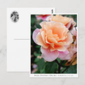 Rosa Distant Drums Postkarte (Vorne/Hinten)