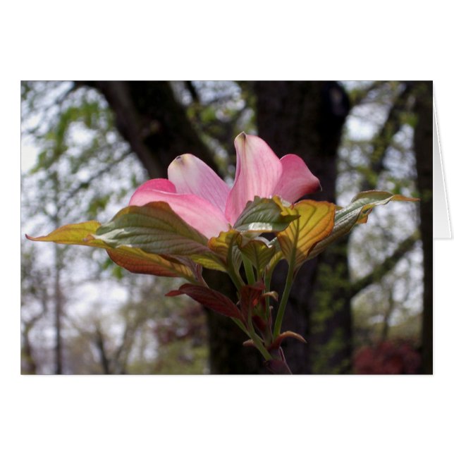 Rosa Dogwood (Vorderseite (Horizontal))