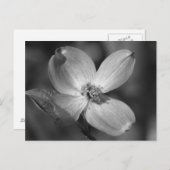 Rosa Dogwood Bloom Postkarte (Vorne/Hinten)