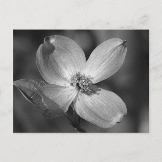 Rosa Dogwood Bloom Postkarte (Vorderseite)