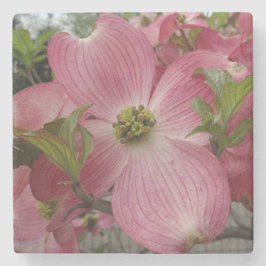 Rosa Dogwood Blossom Steinuntersetzer (Vorderseite)