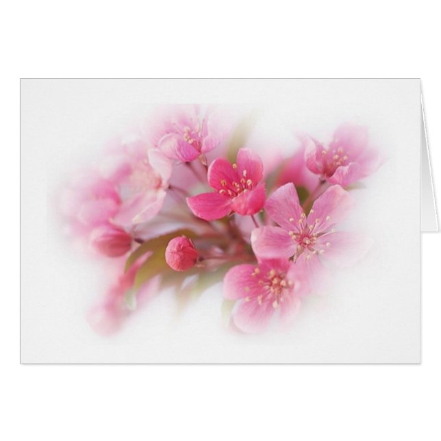 Rosa Dogwood-Blume (Vorderseite (Horizontal))